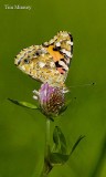 Painted Lady 2 04